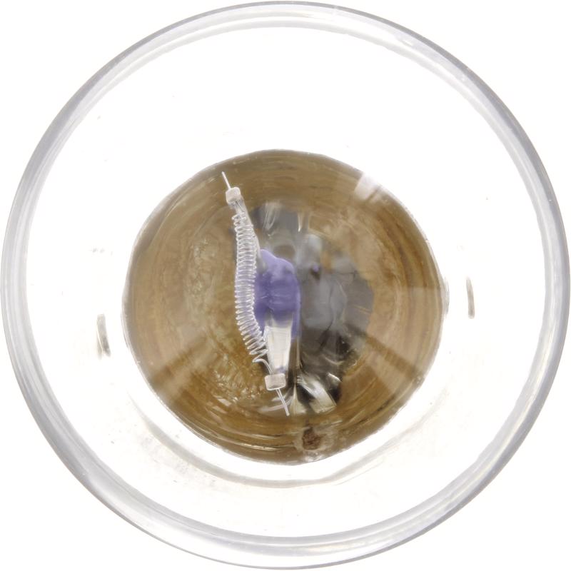 Philips LongerLife Incandescent Back-Up/Cornering/Stop/Turn Miniature Automotive Bulb P21WLLB2