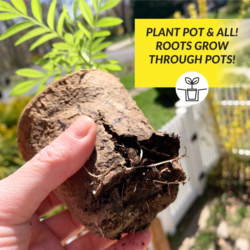Ferry-Morse 23 Cells 2 in. H X 2.25 in. W X 2.25 in. L Seed Starting Peat Pot 23 pk