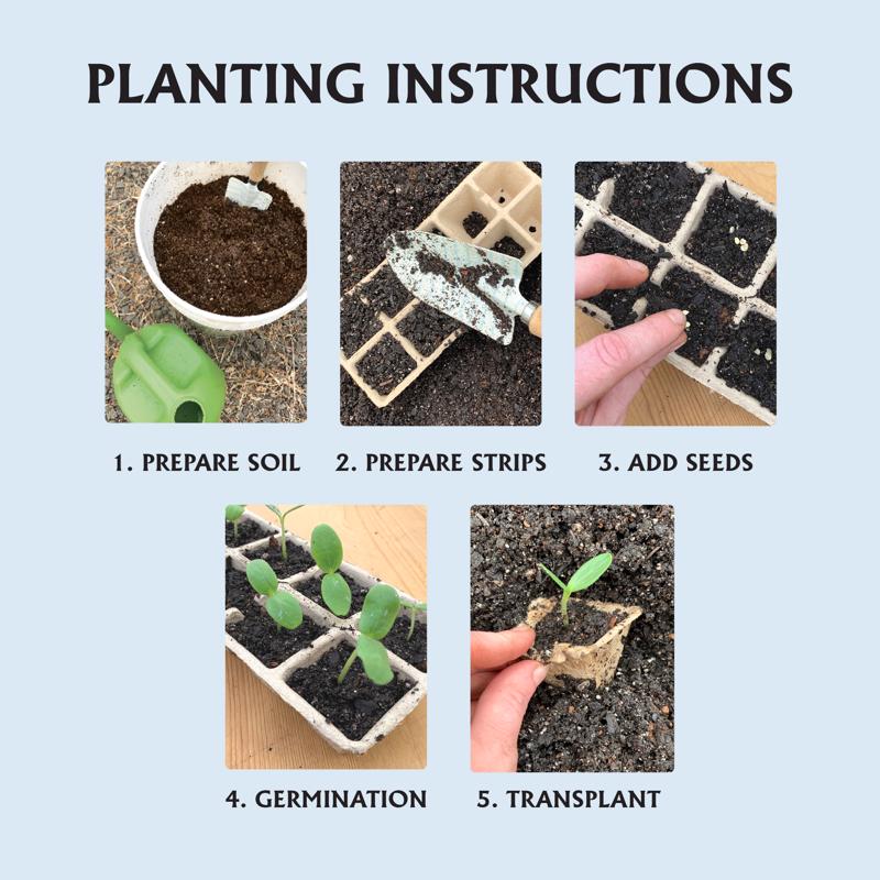 Ferry-Morse 50 Cells 1.75 in. H X 1.75 in. W Plant Transplant Starting Tray 5 pk