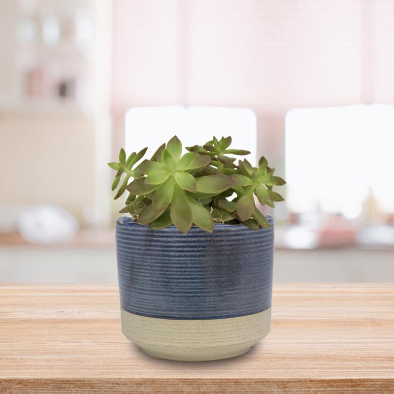 Trendspot Shore 5.1 in. H X 6 in. W X 6 in. D X 6 in. D Ceramic Planter Blue, Pack of 2
