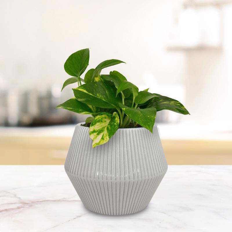 Trendspot Rena 6.5 in. H X 8 in. W X 8 in. D X 8 in. D Ceramic Planter Gray, Pack of 2