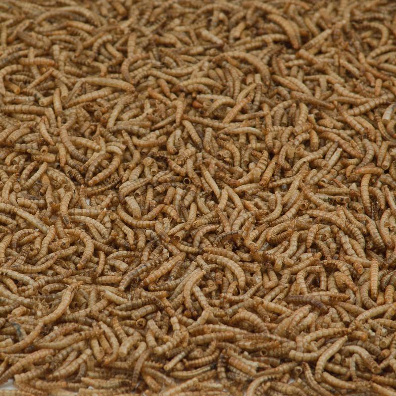 Kaytee Songbird Dried Mealworm Mealworms 17.6 oz, Pack of 4